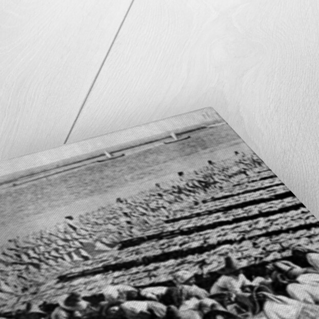 Quantities of codfish drying in the sun at Aveiro by the mouth of the Vouga, Portugal by AW Cutler