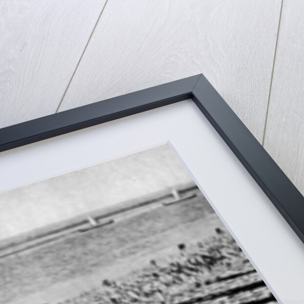 Quantities of codfish drying in the sun at Aveiro by the mouth of the Vouga, Portugal by AW Cutler