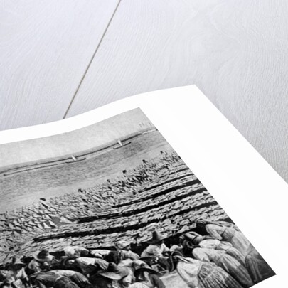 Quantities of codfish drying in the sun at Aveiro by the mouth of the Vouga, Portugal by AW Cutler