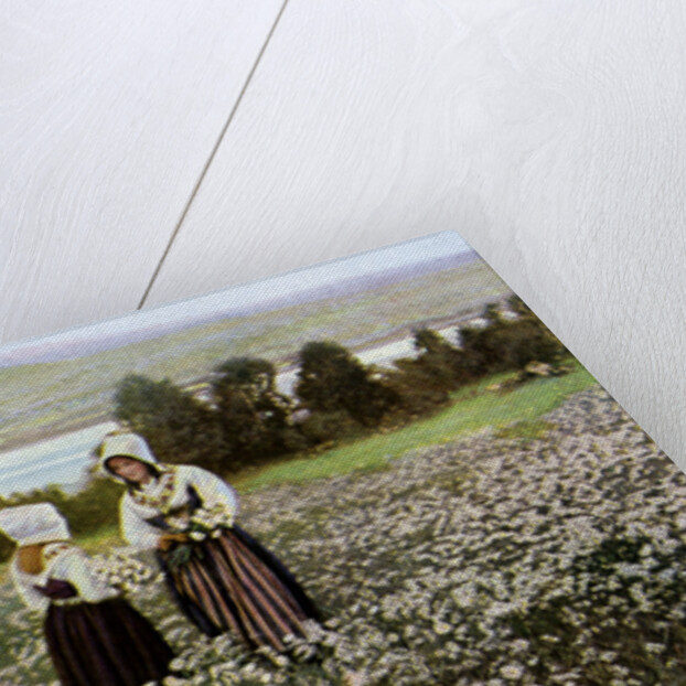 Picking flowers in a meadow near Leksand, Sweden by Anonymous