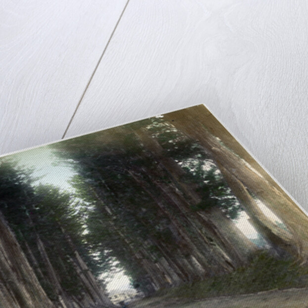 Imaichi Road at Nikko, Japan by Anonymous