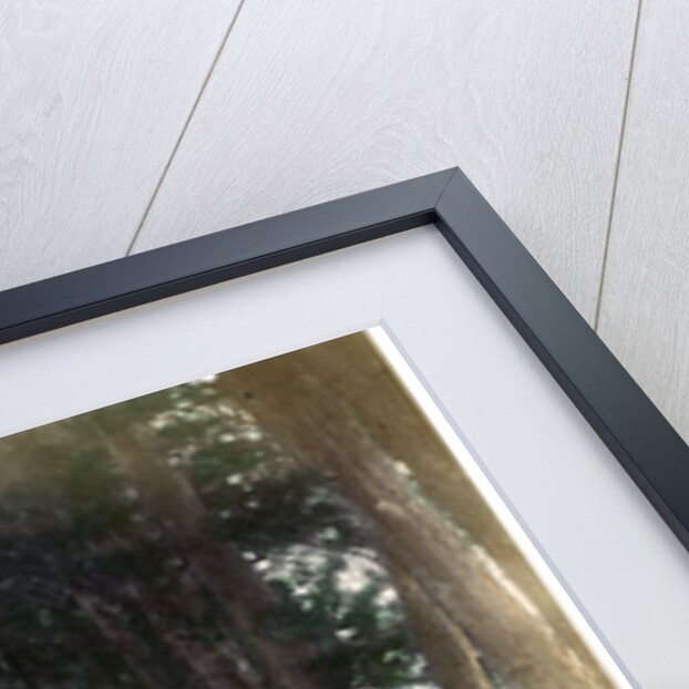 Imaichi Road at Nikko, Japan by Anonymous