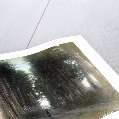 Imaichi Road at Nikko, Japan by Anonymous