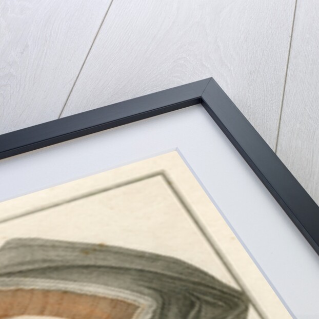 The Lady Buls by Freeman