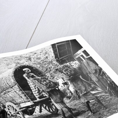Coconut production, India by Anonymous