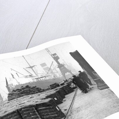 Coconut production by Anonymous