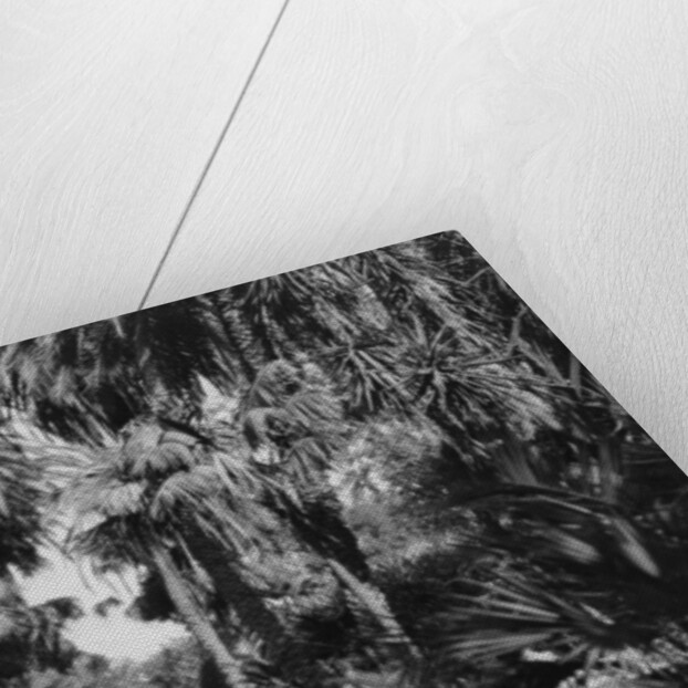 Date palms, Palermo, Sicily, Italy by Anonymous