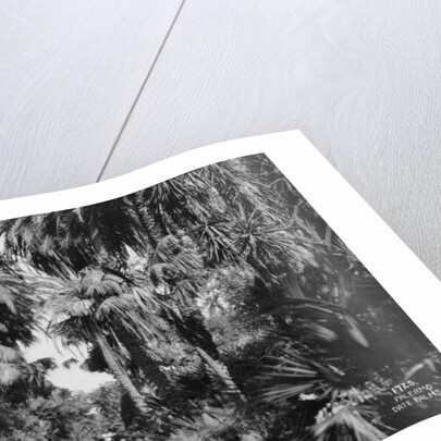 Date palms, Palermo, Sicily, Italy by Anonymous