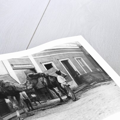 Man with camels, Las Palmas, Gran Canaria, Canary Islands, Spain by Anonymous