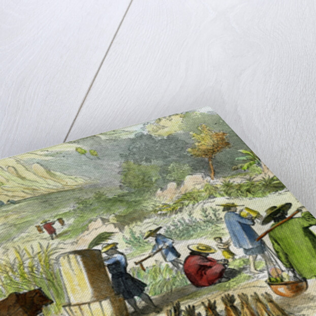 Chinese harvest, Hong Kong by Anonymous