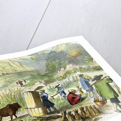 Chinese harvest, Hong Kong by Anonymous