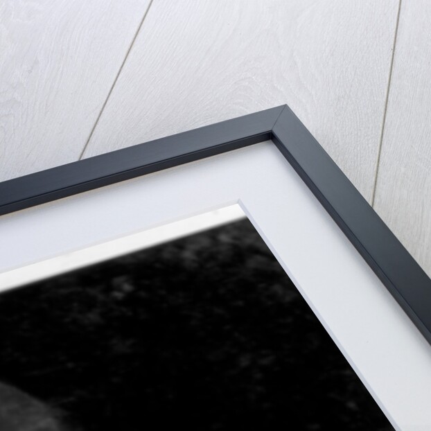 Princess Patricia of Connaught by WS Stuart