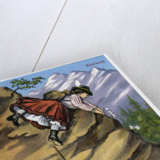 Edelweiss by Anonymous