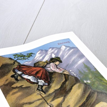 Edelweiss by Anonymous