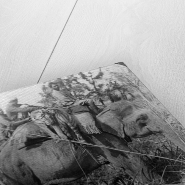 Carrying dead tigers back to camp, Behar ungle, India by Underwood & Underwood