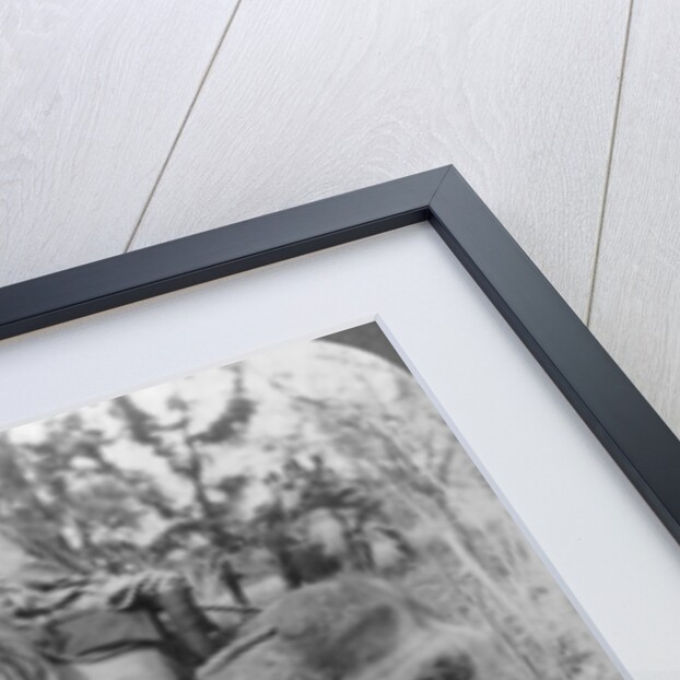 Carrying dead tigers back to camp, Behar ungle, India by Underwood & Underwood