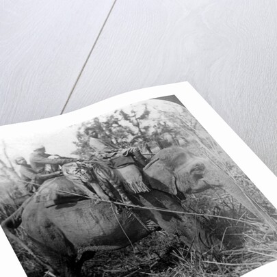 Carrying dead tigers back to camp, Behar ungle, India by Underwood & Underwood