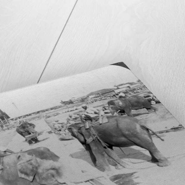 Elephants working in a timber yard, India by Underwood & Underwood