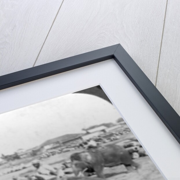 Elephants working in a timber yard, India by Underwood & Underwood