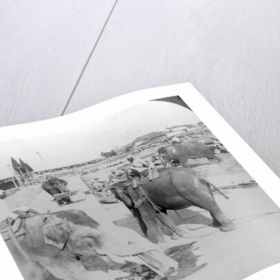 Elephants working in a timber yard, India by Underwood & Underwood