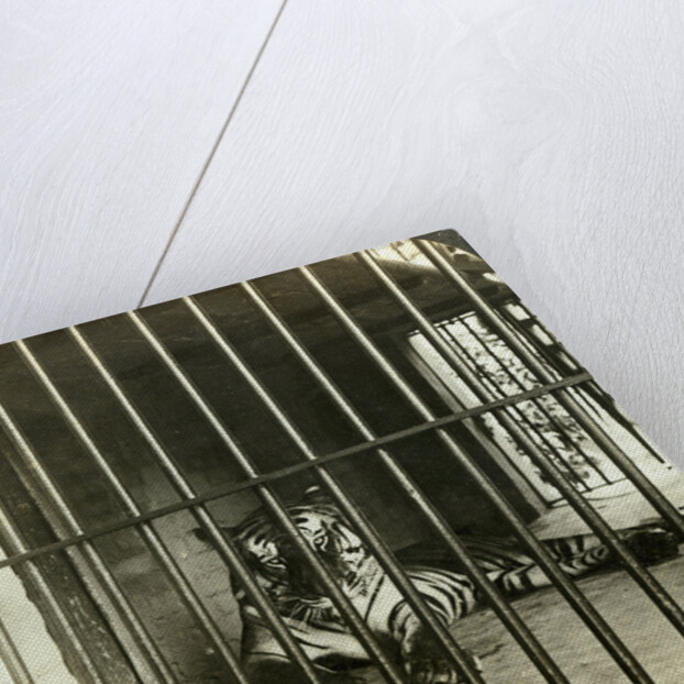 Captured man-eating tiger blamed for 200 deaths, Calcutta, India by Underwood & Underwood