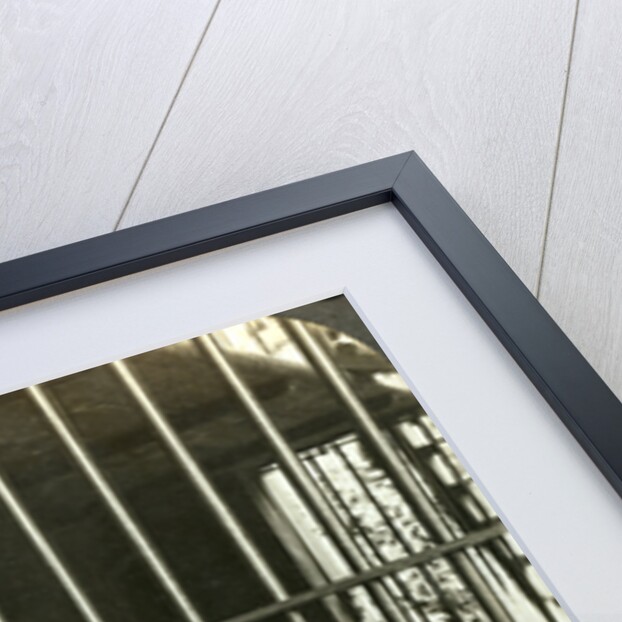 Captured man-eating tiger blamed for 200 deaths, Calcutta, India by Underwood & Underwood