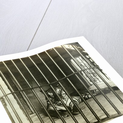 Captured man-eating tiger blamed for 200 deaths, Calcutta, India by Underwood & Underwood