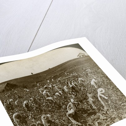 Tobacco field, Montpeller, Jamaica by Underwood & Underwood