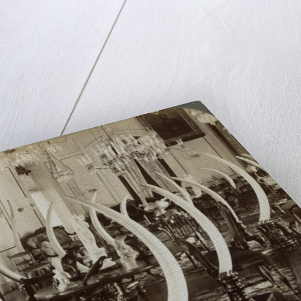 'Hall of Tusks,' in the home of Lady de Soysa, Bambalapitiya, Colombo, Ceylon by Underwood & Underwood