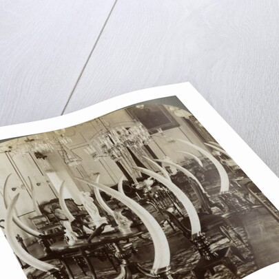 'Hall of Tusks,' in the home of Lady de Soysa, Bambalapitiya, Colombo, Ceylon by Underwood & Underwood