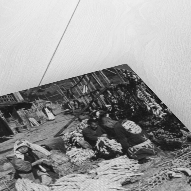 Sorting and packing daikon (Japanese radishes) on the waterfront, Atami, Japan by HC White