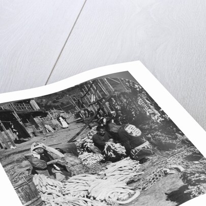 Sorting and packing daikon (Japanese radishes) on the waterfront, Atami, Japan by HC White