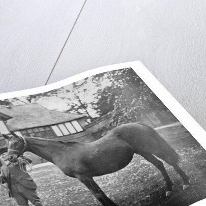 Lily Agnes, with Orelio by Bend Or, winner of £4955 by Anonymous