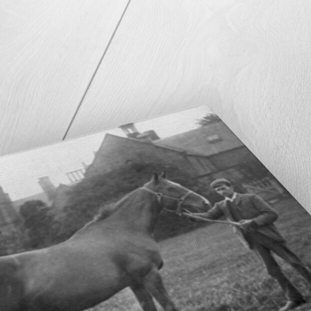 St Marguerite, British racehorse by Anonymous