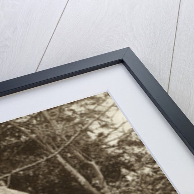 Edward Jenner's thatched hut, Berkeley, Gloucestershire by S Pead