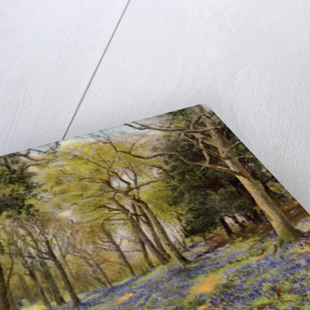 Wild Hyacinths in a Surrey Copse by Anonymous