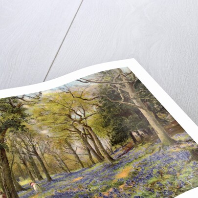 Wild Hyacinths in a Surrey Copse by Anonymous