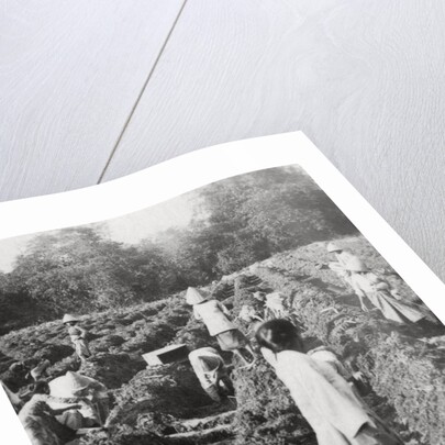 Preparing irrigation channels at a sugar plantation, Java, Dutch East Indies by Anonymous