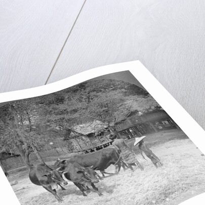 Threshing rice, Amarapura, Burma by Stereo Travel Co