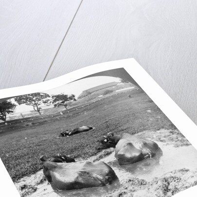 Buffalo 'wallow', Burma by Stereo Travel Co