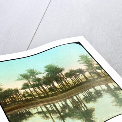 Palm trees reflected in water, India by Anonymous