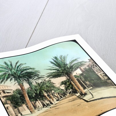 Avenue of Palms, Hyeres, France by Anonymous