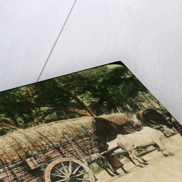 Native bullock cart, Ceylon by Anonymous