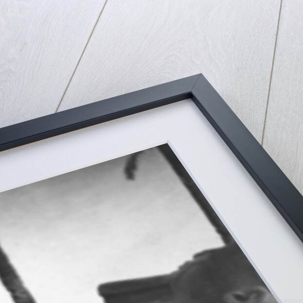 Fallen monumental statue of Rameses II, Memphis, Egypt by Newton & Co