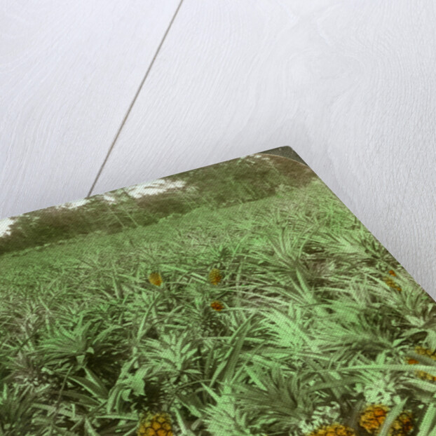 'Where the luscious pineapple grows', Florida, USA by Underwood & Underwood