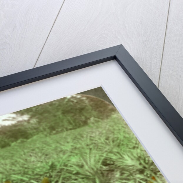 'Where the luscious pineapple grows', Florida, USA by Underwood & Underwood