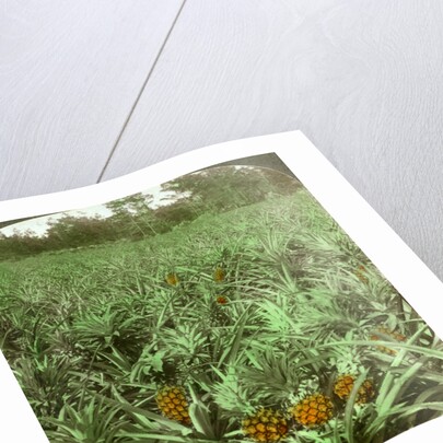 'Where the luscious pineapple grows', Florida, USA by Underwood & Underwood