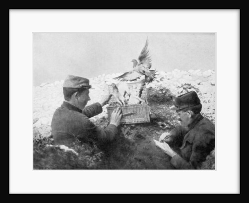 Messenger pigeons being released at the front line, World War I by Anonymous