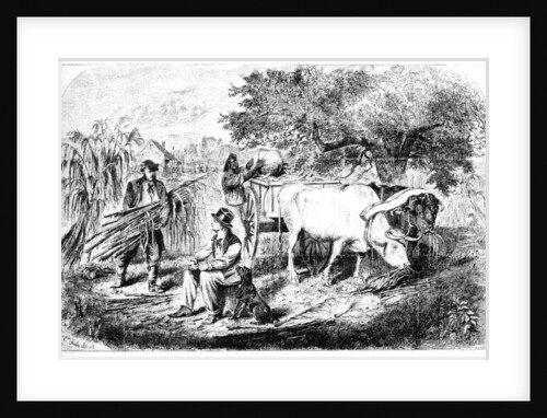 Oxen Hauling Corn by Edwin Forbes