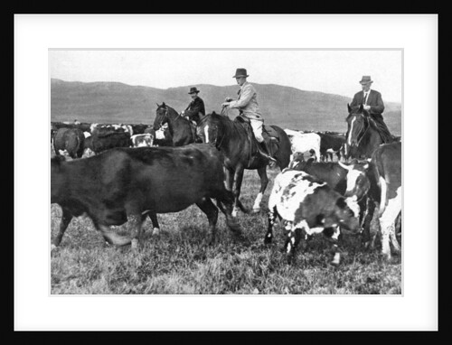The Prince of Wales rounding up cattle in Alberta, Canada by Anonymous